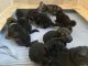 German Shepherd Puppies for sale in 21 W Central Ave, Paoli, PA 19301, USA. price: NA