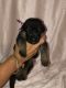 German Shepherd Puppies for sale in Apollo Beach, FL, USA. price: NA