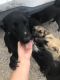 German Shepherd Puppies for sale in Corsicana, TX, USA. price: $300