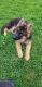 German Shepherd Puppies for sale in Trumbull, CT 06611, USA. price: $2,000