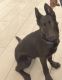 German Shepherd Puppies for sale in Oxon Hill, MD, USA. price: NA