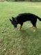 German Shepherd Puppies for sale in 103 Carter Rd, New Hampton, NY 10958, USA. price: NA