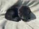 German Shepherd Puppies for sale in Kalispell, MT 59901, USA. price: NA