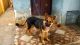 German Shepherd Puppies for sale in Tiruppur, Tamil Nadu, India. price: 15000 INR