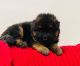 German Shepherd Puppies for sale in West Palm Beach, FL 33405, USA. price: NA