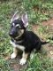 German Shepherd Puppies for sale in Carrollton, GA, USA. price: $700