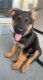 German Shepherd Puppies for sale in Commack, NY 11725, USA. price: $1,100