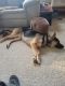 German Shepherd Puppies for sale in St. Louis, MI, USA. price: NA