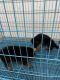 German Shepherd Puppies for sale in Ghuma, Ahmedabad, Gujarat 380058, India. price: 35000 INR