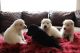 German Shepherd Puppies for sale in Spartanburg, SC, USA. price: $1,200