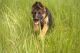 German Shepherd Puppies for sale in Chiloquin, OR 97624, USA. price: NA