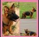 German Shepherd Puppies for sale in Jonesborough, TN 37659, USA. price: $1,000