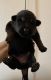 German Shepherd Puppies for sale in Tacoma, WA, USA. price: NA