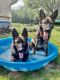 German Shepherd Puppies for sale in Elgin, IL, USA. price: NA