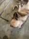 German Shepherd Puppies for sale in 62 Billings Ave, Beaumont, CA 92223, USA. price: $700