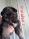 German Shepherd Puppies for sale in Urbana, MO 65767, USA. price: $800