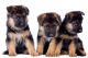 German Shepherd Puppies for sale in Alaur, Gobindgarh, Khanna, Punjab, India. price: 15000 INR
