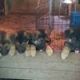 German Shepherd Puppies for sale in Allentown, PA, USA. price: $710