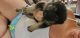 German Shepherd Puppies for sale in Homosassa Springs, FL 34446, USA. price: NA