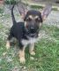 German Shepherd Puppies for sale in Readyville, TN 37149, USA. price: $400