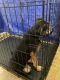 German Shepherd Puppies for sale in Schaumburg, IL, USA. price: NA