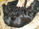 German Shepherd Puppies for sale in Red Feather Lakes, CO 80545, USA. price: $800