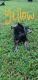 German Shepherd Puppies for sale in Seagrove, NC 27341, USA. price: NA