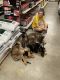 German Shepherd Puppies for sale in Bowie, MD, USA. price: $300