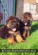 German Shepherd Puppies for sale in Bathinda, Punjab, India. price: 45000 INR