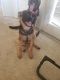 German Shepherd Puppies for sale in Fort Myers, FL, USA. price: $1,000