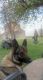 German Shepherd Puppies for sale in Hankinson, ND 58041, USA. price: NA