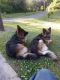 German Shepherd Puppies for sale in Graysville, AL, USA. price: $400