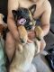 German Shepherd Puppies for sale in Liberty, ME 04949, USA. price: NA