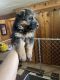 German Shepherd Puppies for sale in Richfield, MN, USA. price: $1,700