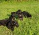German Shepherd Puppies for sale in Blue Island, IL 60406, USA. price: $800