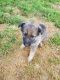 German Shepherd Puppies for sale in Galloway, OH 43119, USA. price: NA