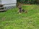 German Shepherd Puppies for sale in Beaufort, SC, USA. price: NA