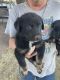German Shepherd Puppies for sale in Tulia, TX 79088, USA. price: NA