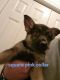 German Shepherd Puppies for sale in Willimantic, CT 06226, USA. price: NA