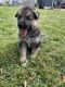 German Shepherd Puppies for sale in New Bedford, MA, USA. price: $1,200