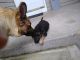 German Shepherd Puppies for sale in Vancouver, WA, USA. price: NA