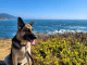 German Shepherd Puppies for sale in Simi Valley, CA, USA. price: $100