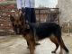 German Shepherd Puppies for sale in Samalkha, Haryana 132101, India. price: 40000 INR