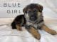 German Shepherd Puppies for sale in Prescott, AZ, USA. price: $1,100