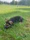 German Shepherd Puppies for sale in Tomah, WI 54660, USA. price: $750
