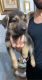 German Shepherd Puppies for sale in Warr Acres, OK, USA. price: NA