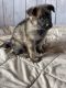 German Shepherd Puppies for sale in West Liberty, KY 41472, USA. price: $750