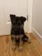 German Shepherd Puppies for sale in Roanoke, AL 36274, USA. price: NA