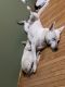 German Shepherd Puppies for sale in Saddle Brook, NJ 07663, USA. price: NA