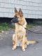 German Shepherd Puppies for sale in Whatcom County, WA, USA. price: $1,000